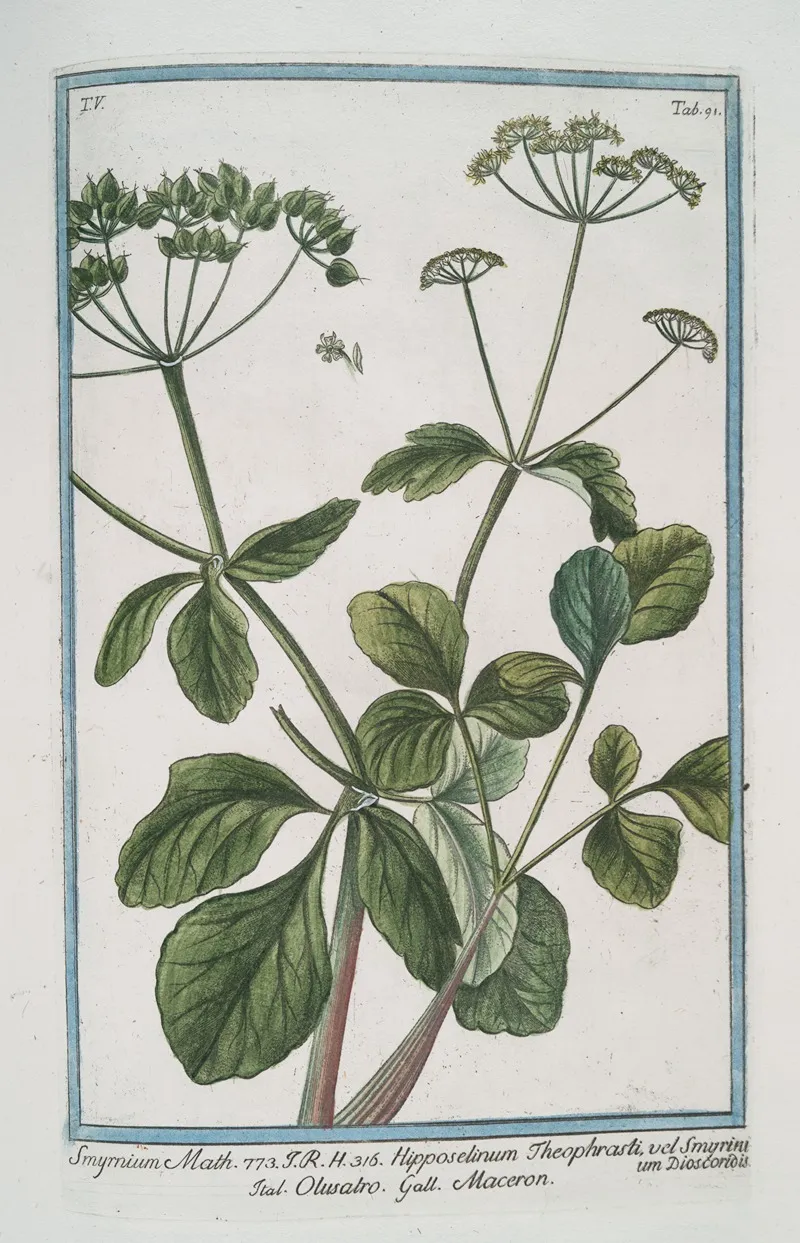 Smyrnium Math Hipposelinum Theophrasti Vel Smyrinium Dioscoridis Olusatro Maceron Alexanders Black Lovage Black Potherb Horse Parsley