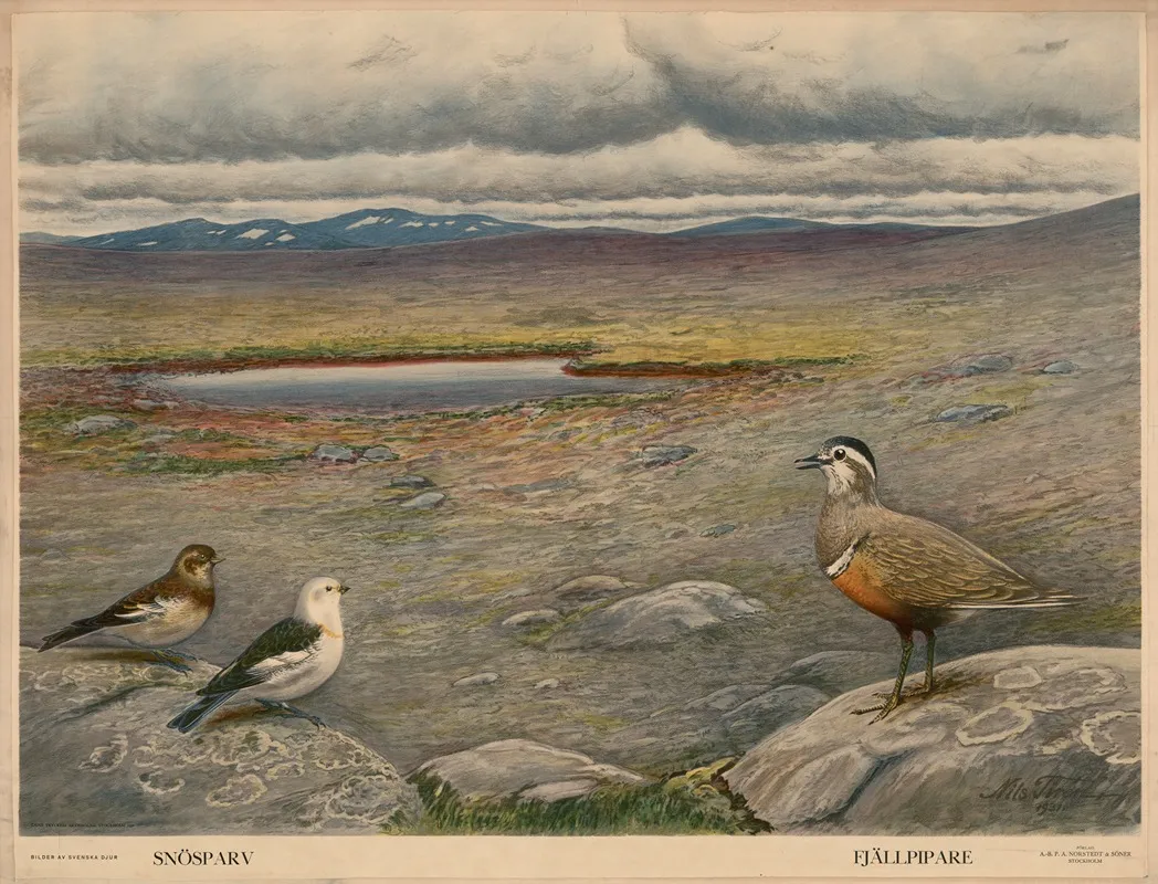 Snosparv Fjallpipare