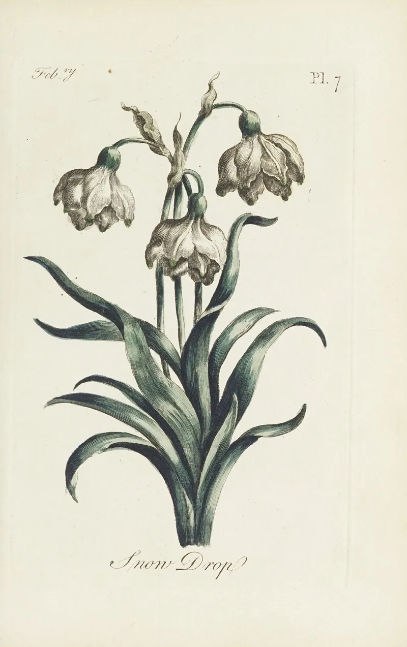 Snow Drop by Carington Bowles - Canvas Print