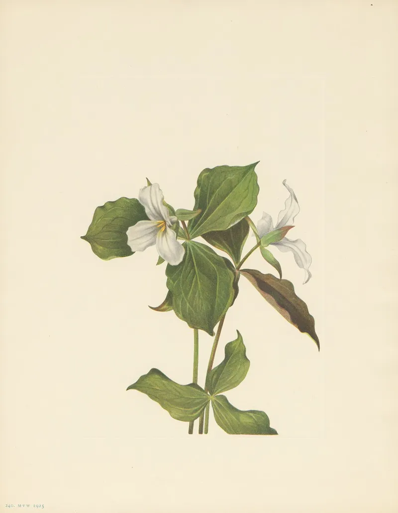 Snow Trillium Trillium Grandiflorum 2