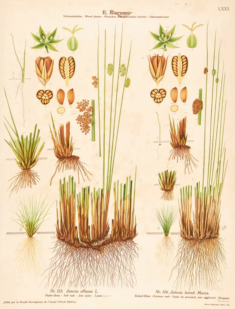 Soft Rush Common Rush by Knut Quelprud - Canvas Print