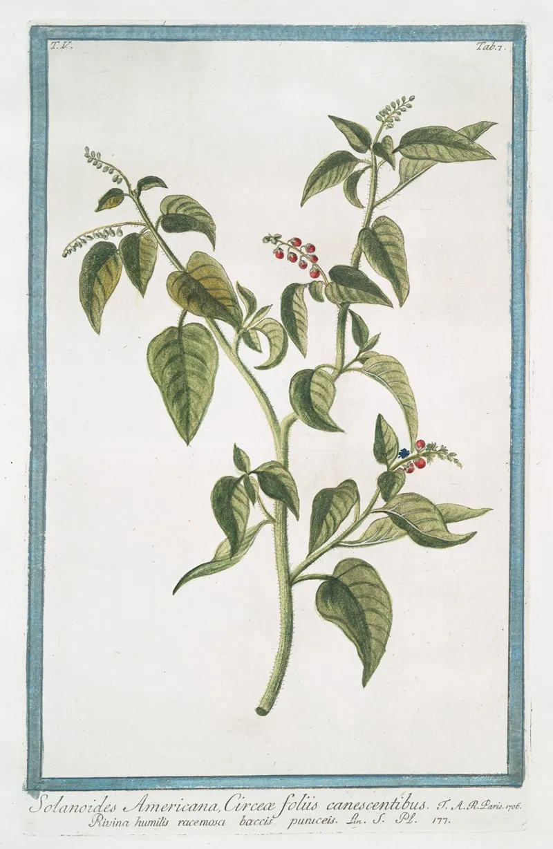 Solanoides Americana Circeae Foliis Canescentibus Rivina Humilis Racemosa Baccis Puniceil Rouge Plant Pigeon Berry Blood Berry Baby Pepper