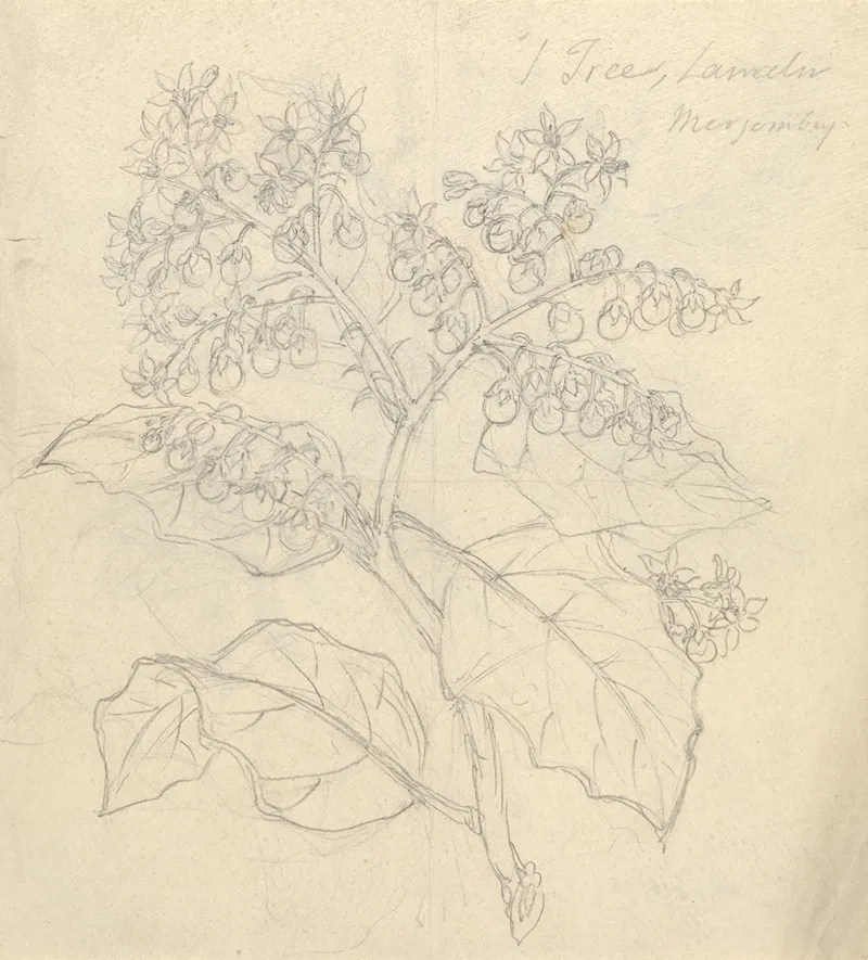 Solanum Adoense by Luigi Balugani - Canvas Print