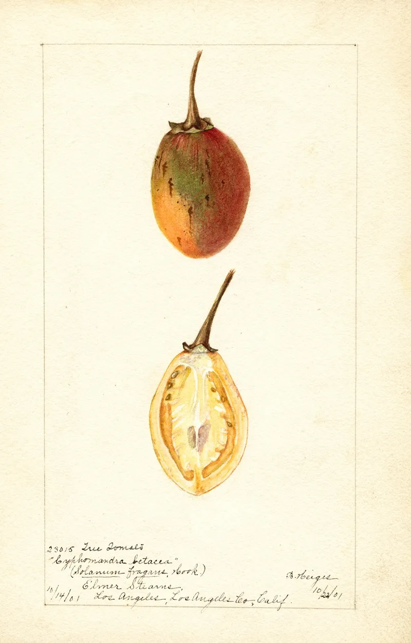 Solanum Betaceum by Bertha Heiges - Canvas Print