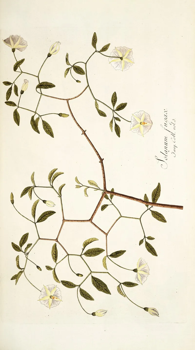 Solanum Fugax