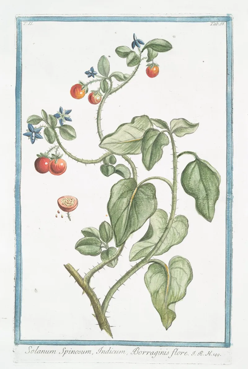 Solanum Spinosum Indicum Borraginis Flore