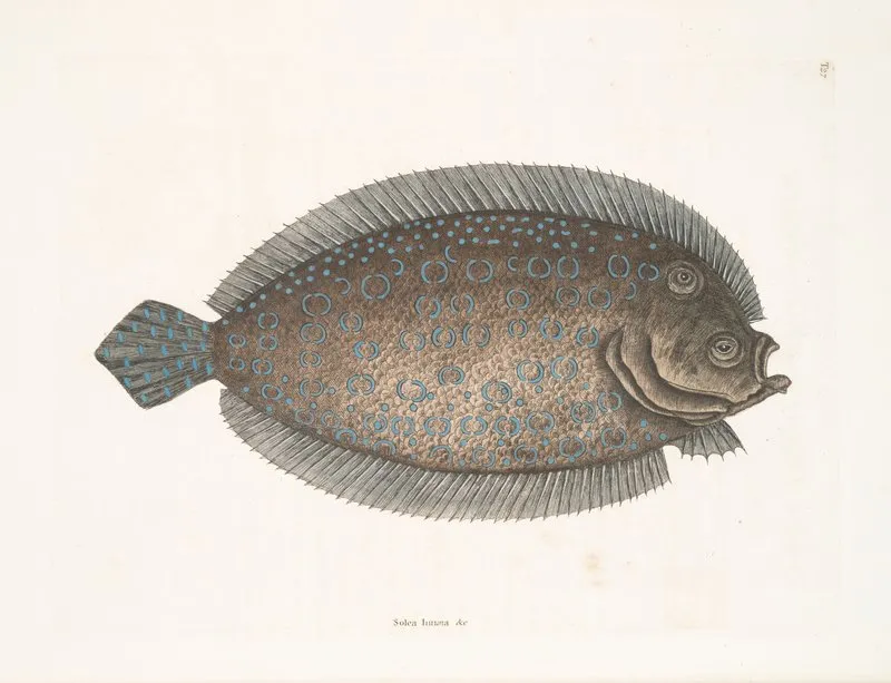 Solea Lunata C The Sole