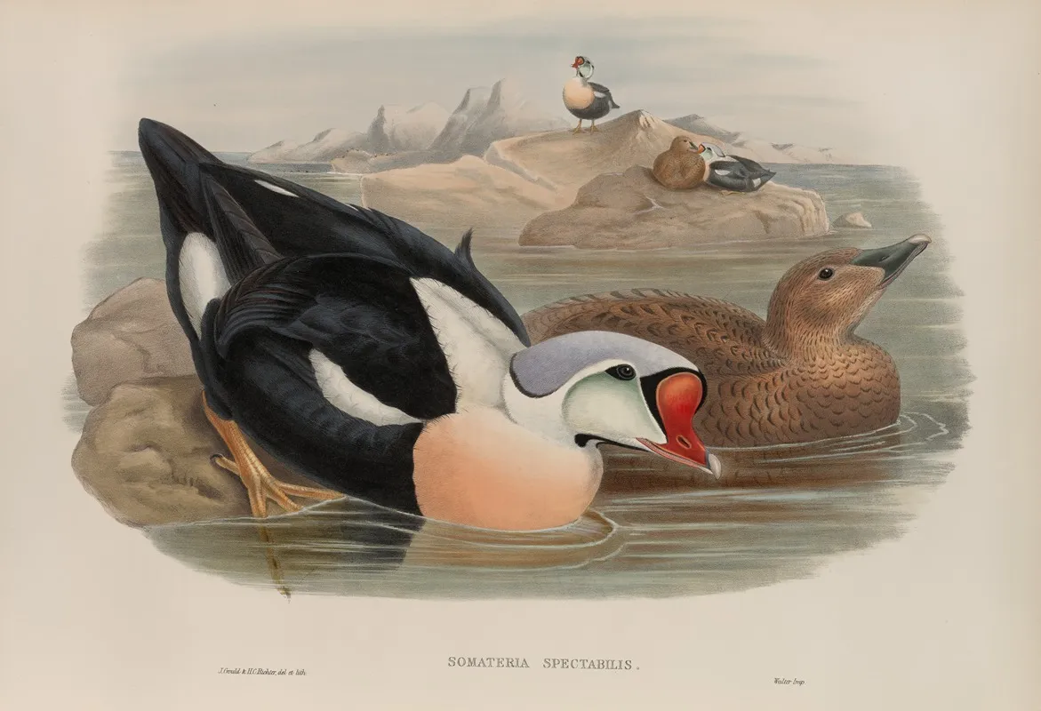 Somateria Spectabilis King Duck