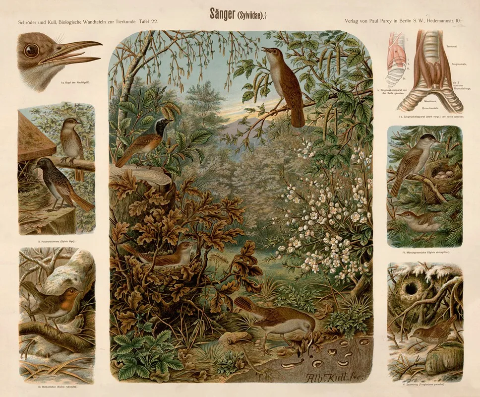 Songbird Sylviidae by Albert Kull - Canvas Print