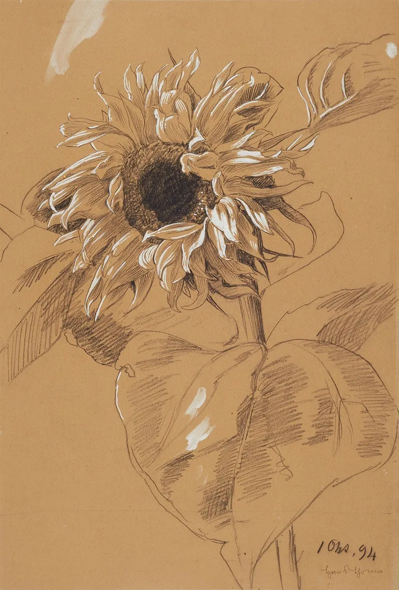 Sonnenblume 3