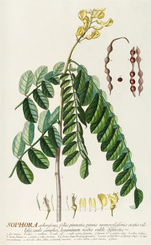 Sophora