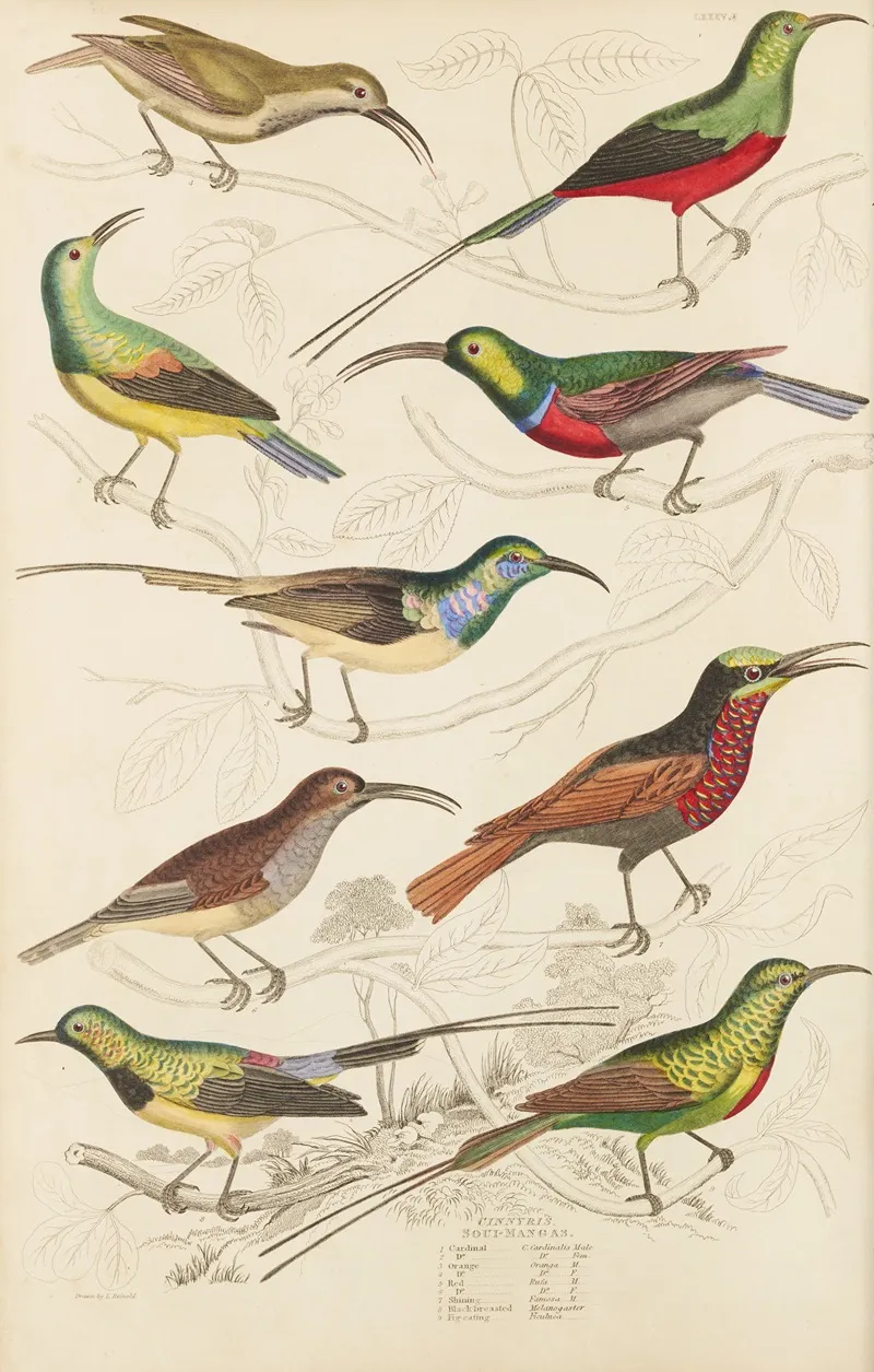 Soui Mangas by William MacGillivray - Canvas Print