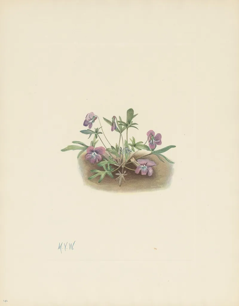 Southern Coast Violet Viola Septemloba 3