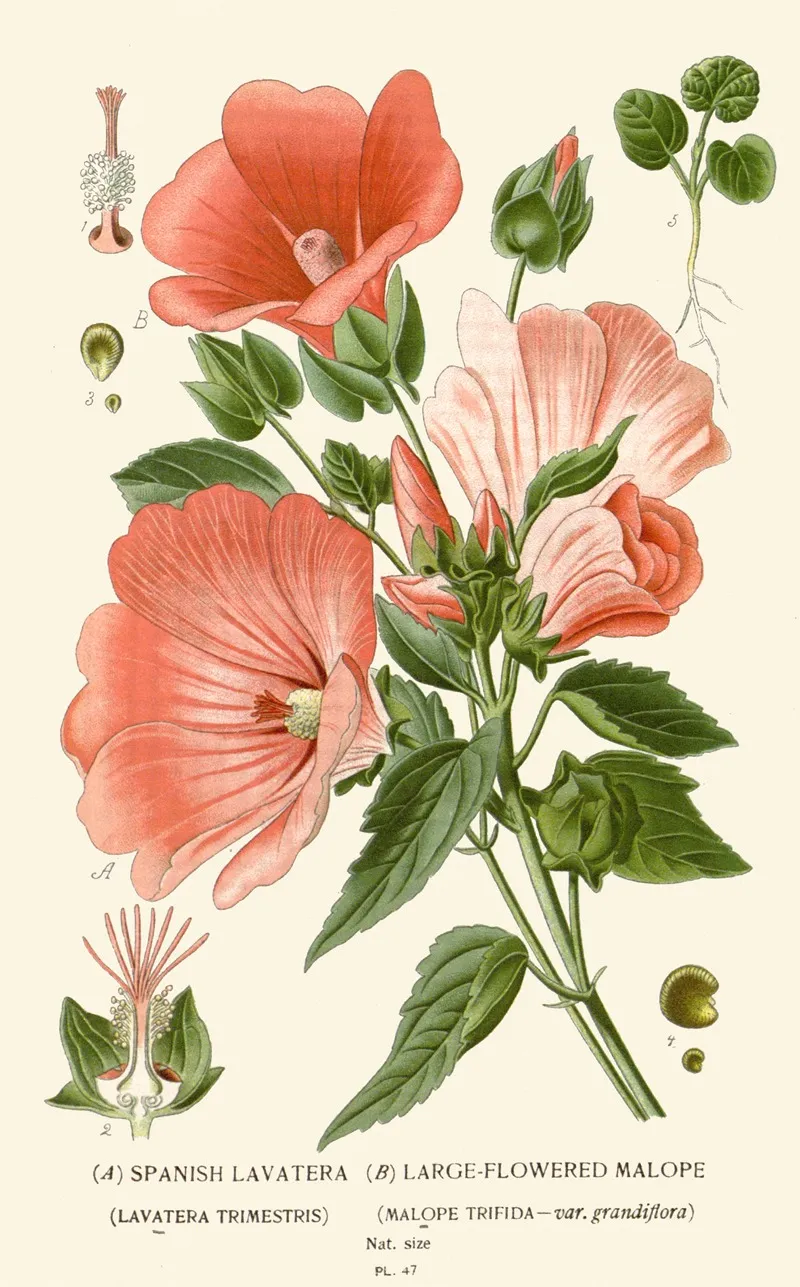 Spanish Lavatera Large Flowered Malope