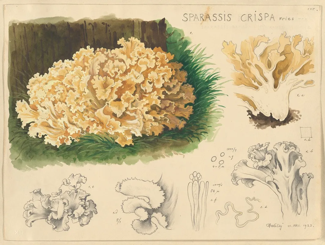 Sparassis Crispa Fries 2