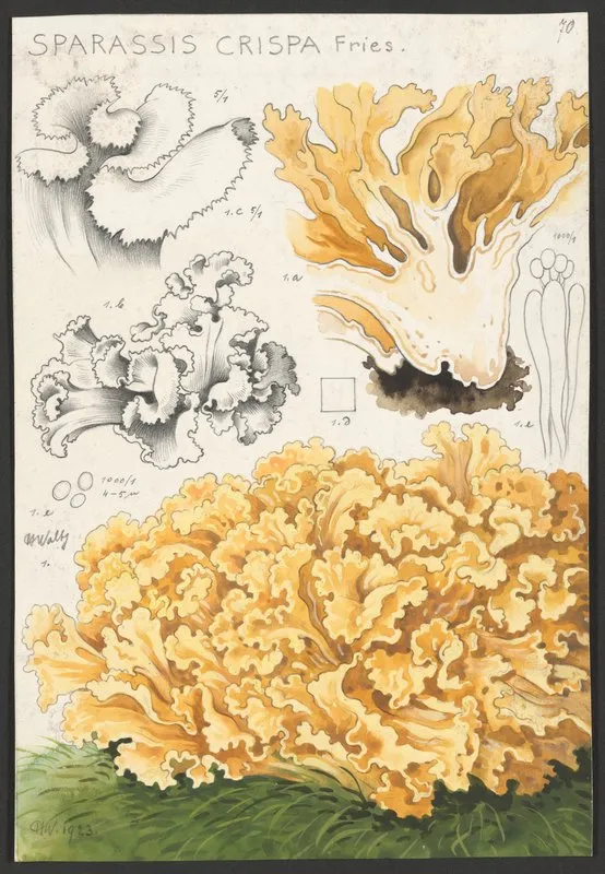 Sparassis Crispa Fries