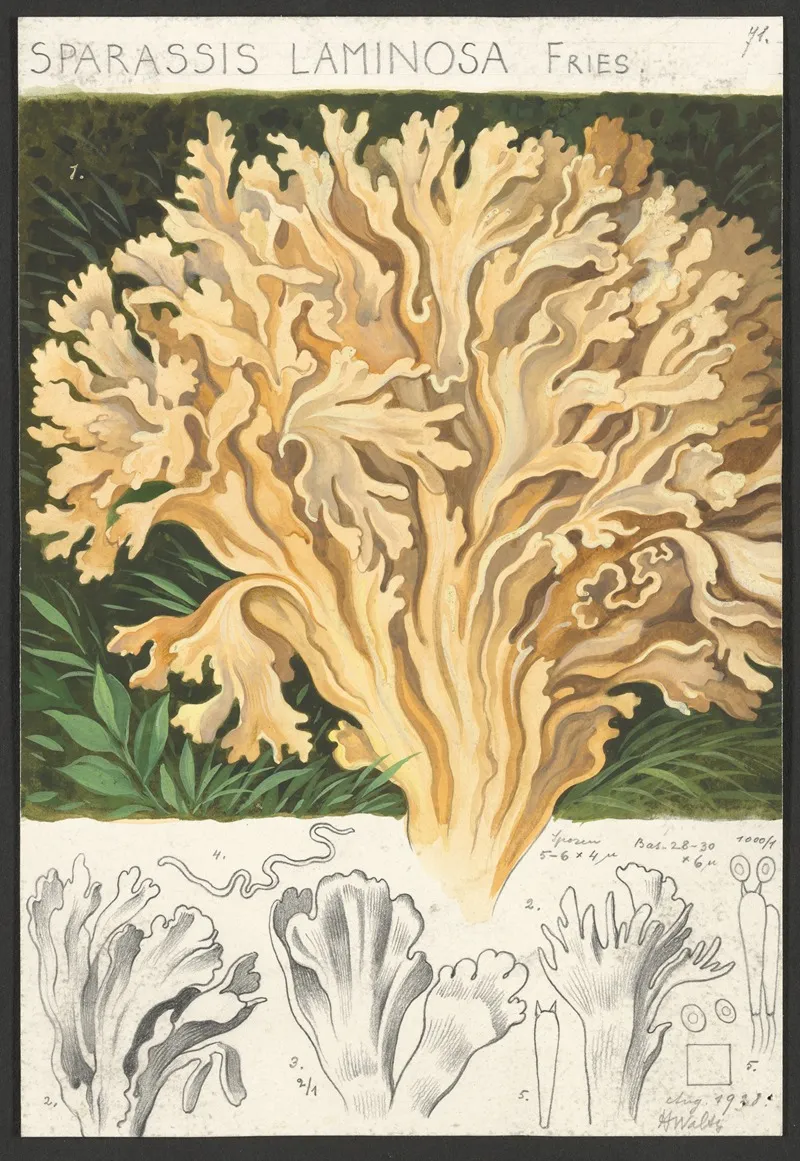 Sparassis Laminosa Fries