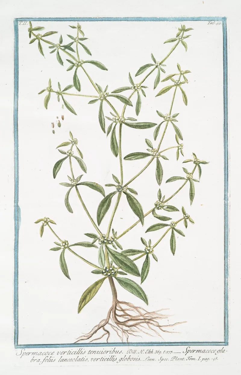 Spermacoce Verticillis Tenuioribus Spermacoce Glabra Foliis Lanceolatis Verticillis Globosis Shrubby False Buttonweed
