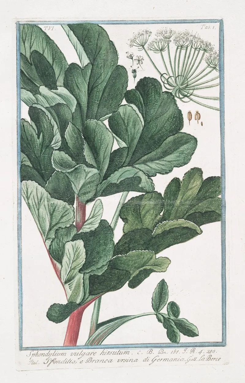 Sphondylium Vulgare Hirsutum Sfondilis E Branca Ursina Di Germania Hairy Cow Parsnip