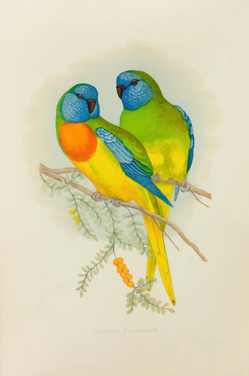 Splendid Parrakeet