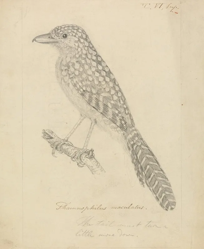 Spot Backed Antshrike