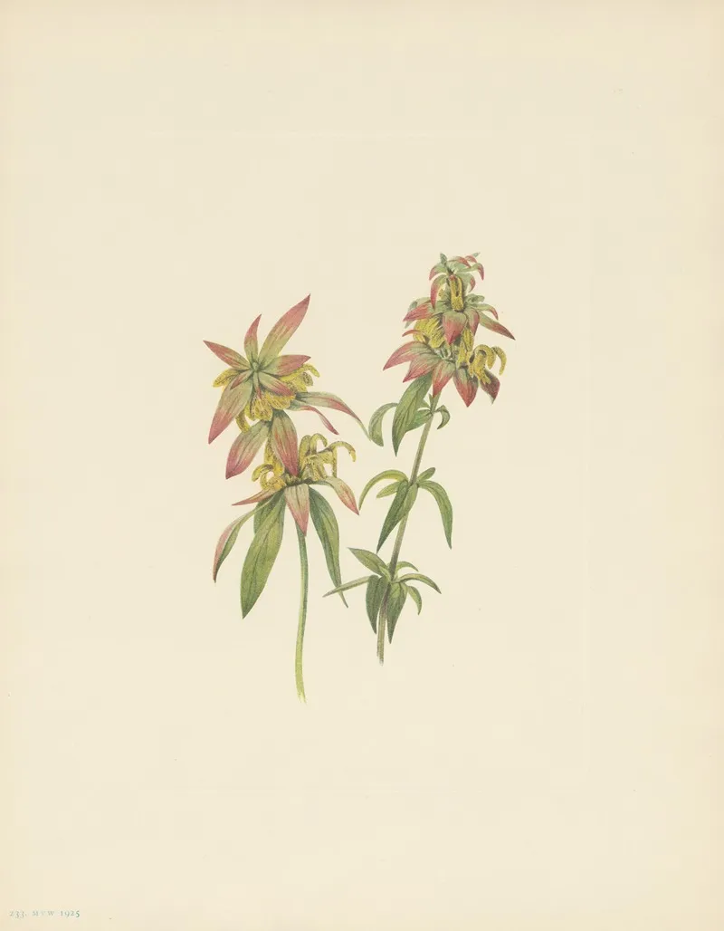 Spotted Beebalm Monarda Punctata 2