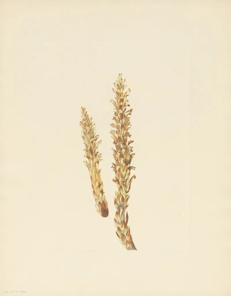 Squawroot Conopholis Americana 2