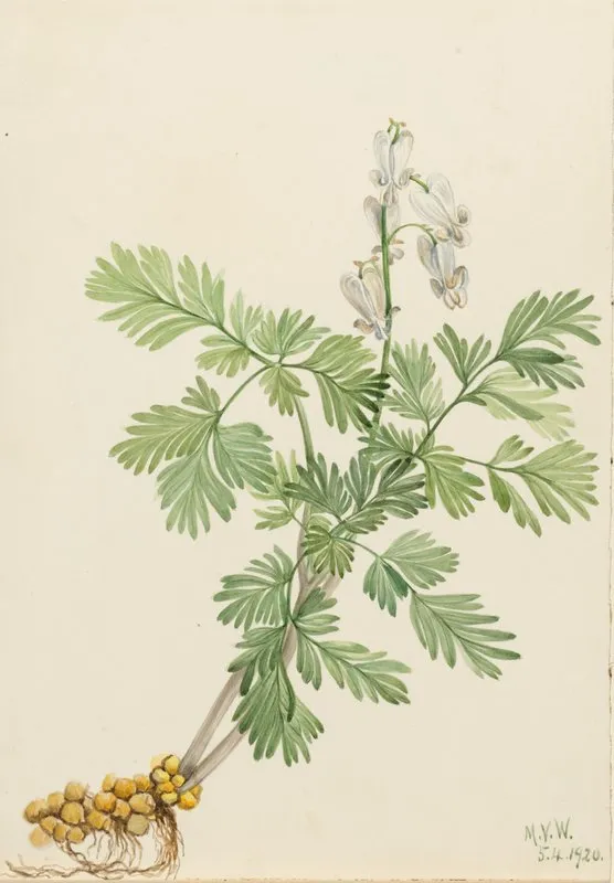 Squirrel Corn Bikukulla Canadensis