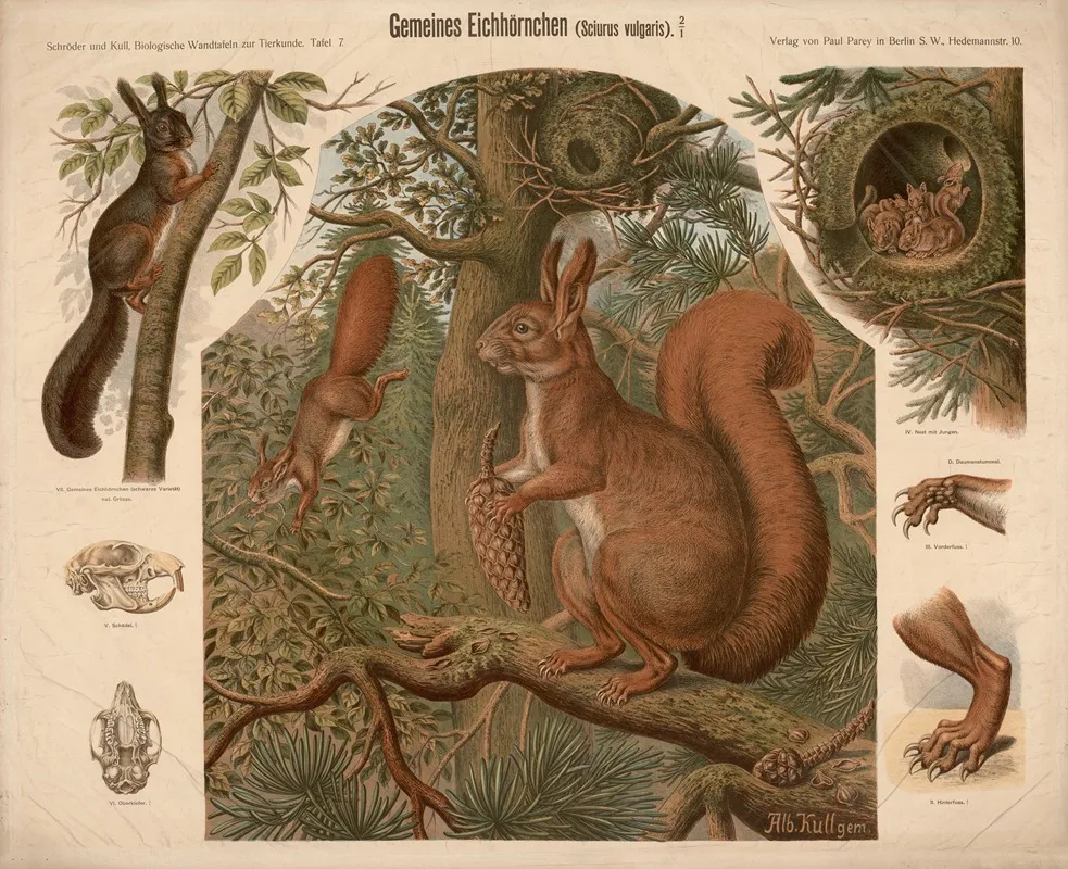 Squirrel Sciurus Vulgaris by Albert Kull - Canvas Print