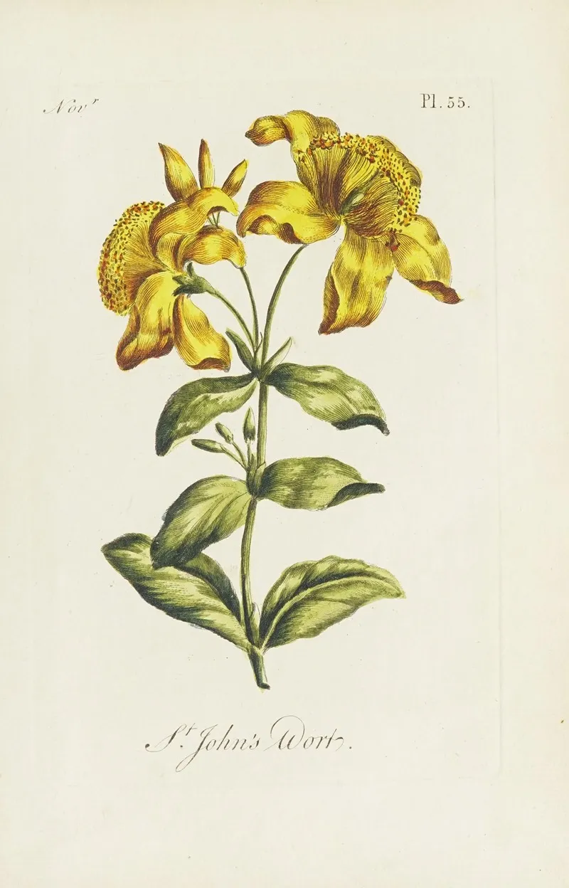 St Johns Wort 2 by Carington Bowles - Canvas Print