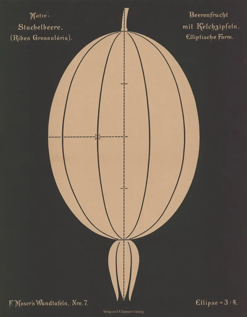 Stachelbeere Ribes Grossularia