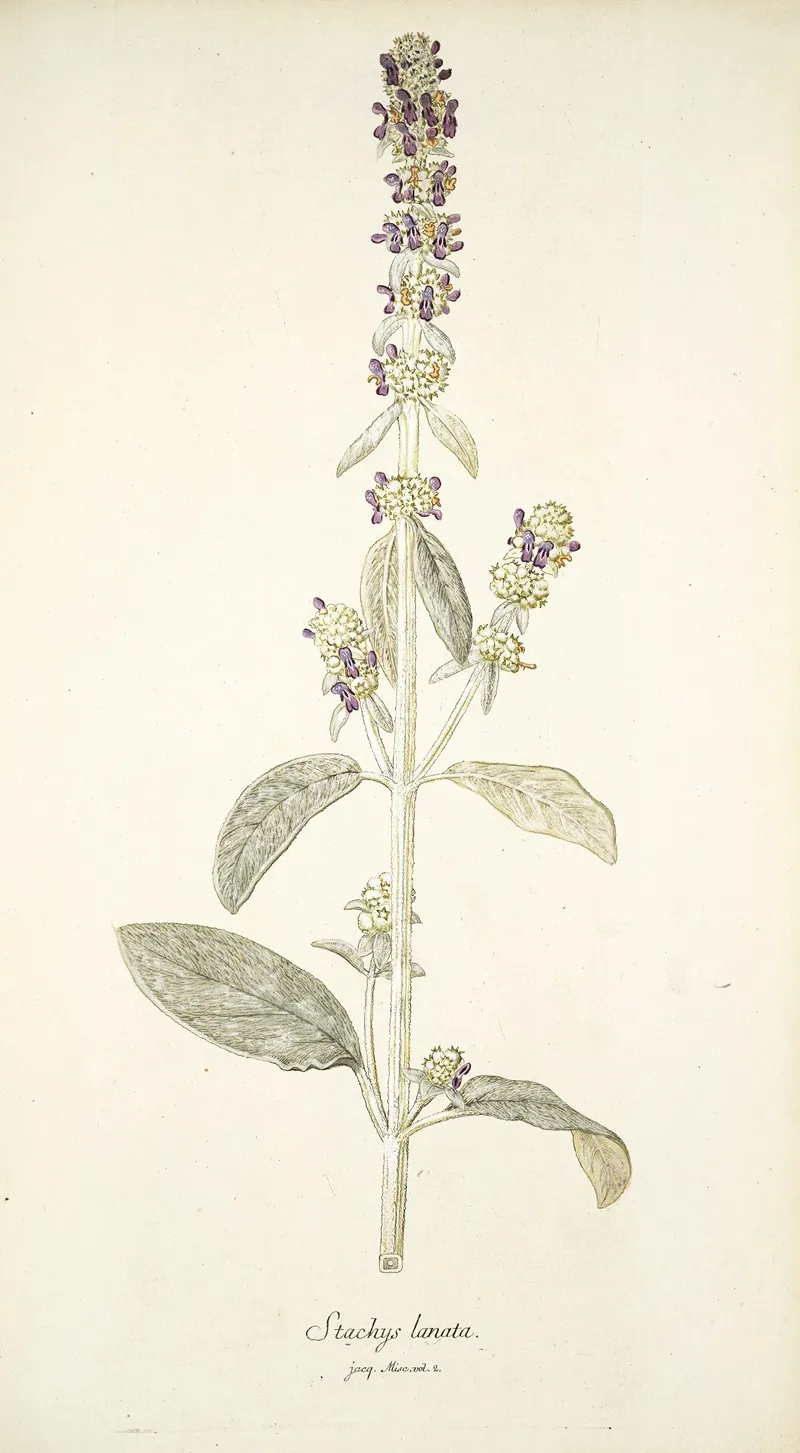 Stachys Lanata