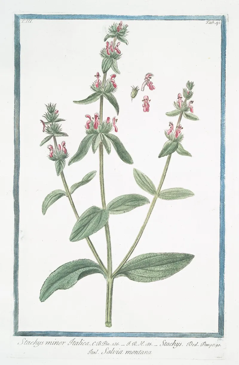 Stachys Minor Italica Stachys Salvia Montana Hedge Nettle Betony Wundwort