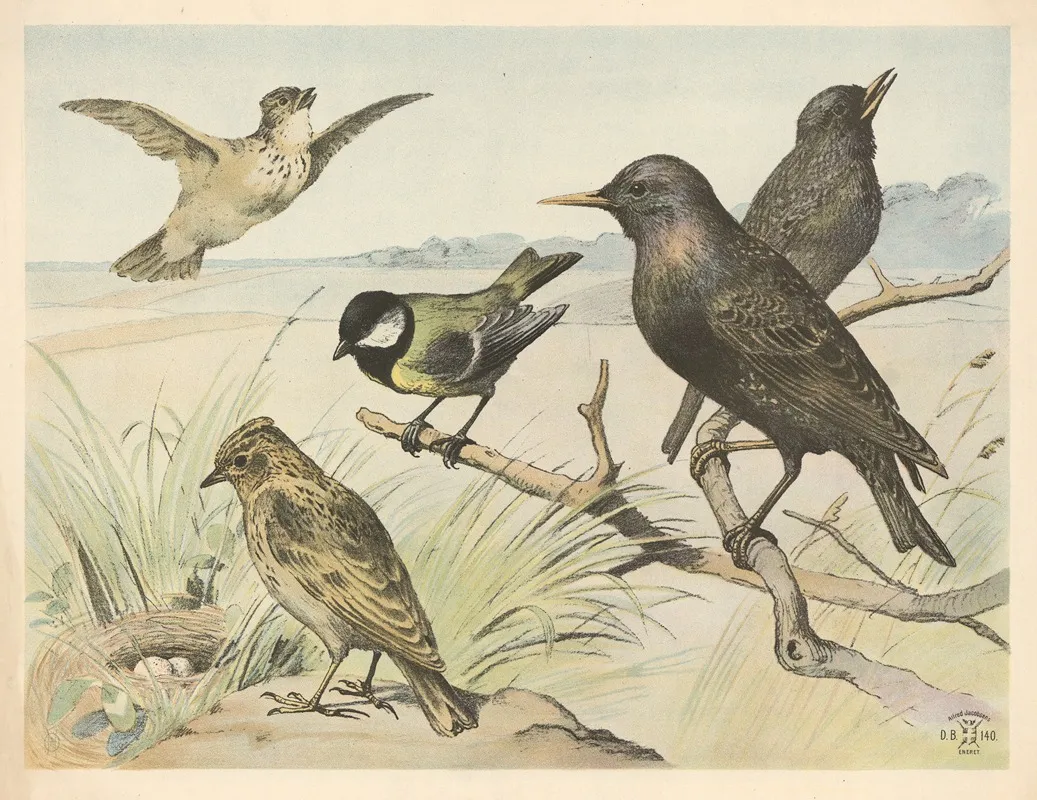 Staer Laerke Og Musvit