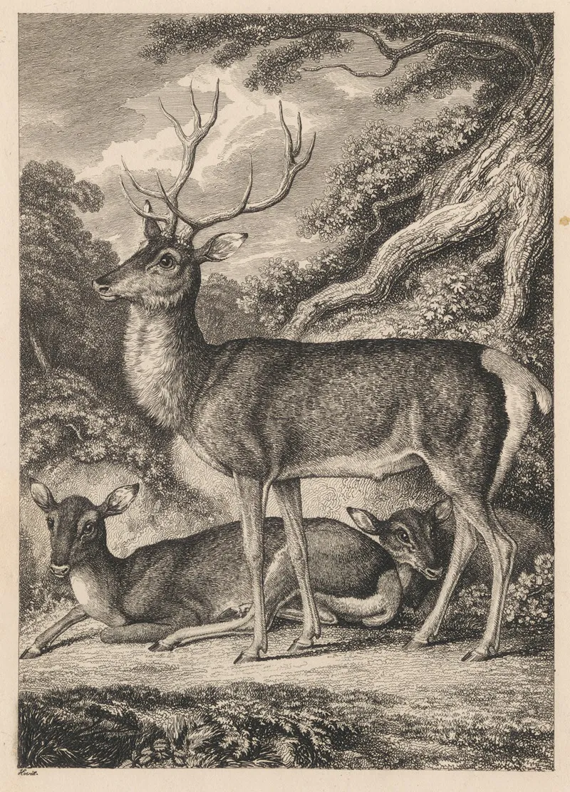 Stag 2