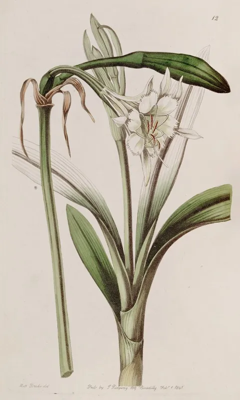 Stalk Flowered Ismene