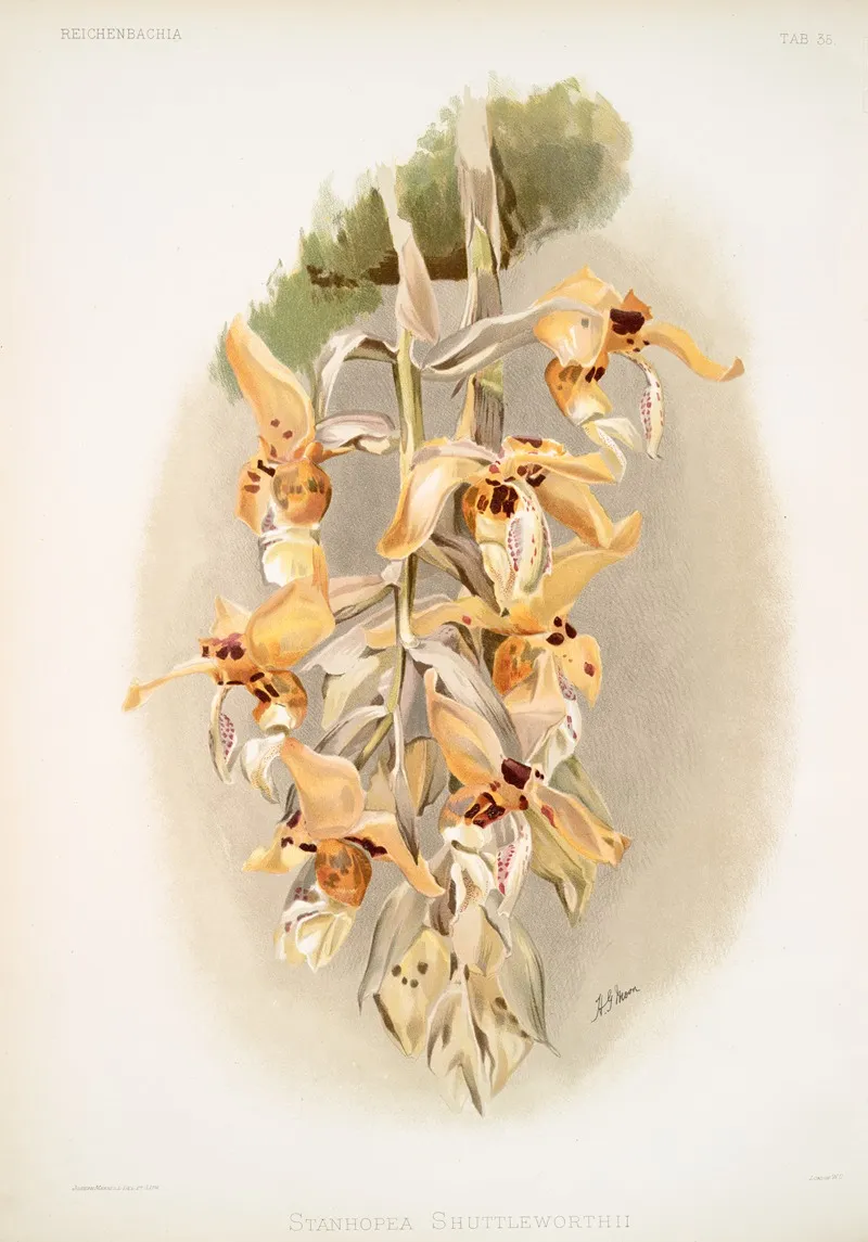Stanhopea Shuttleworthii by Frederick Sander - Canvas Print