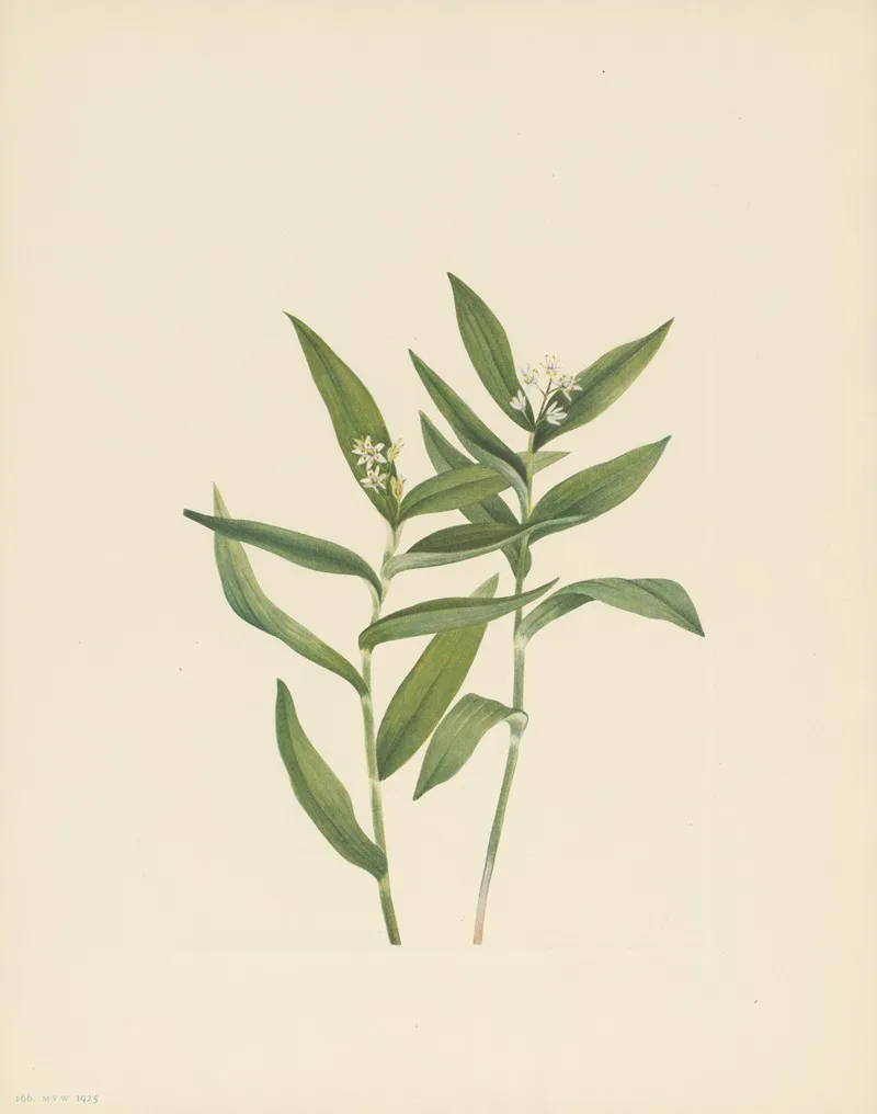 Star Solomonplume Vagnera Stellata 3