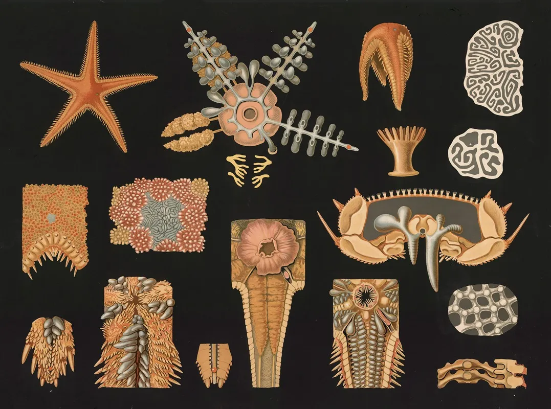 Starfish Asteropecten Aurantiacus