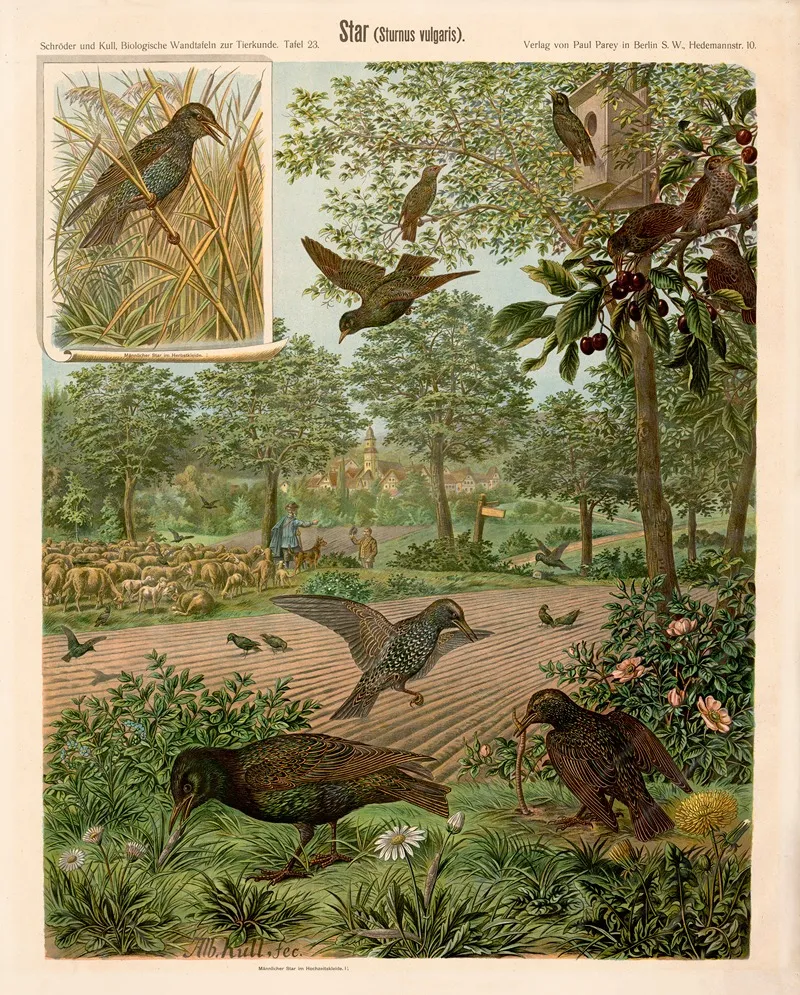 Starling Sturnus Vulgaris by Albert Kull - Canvas Print