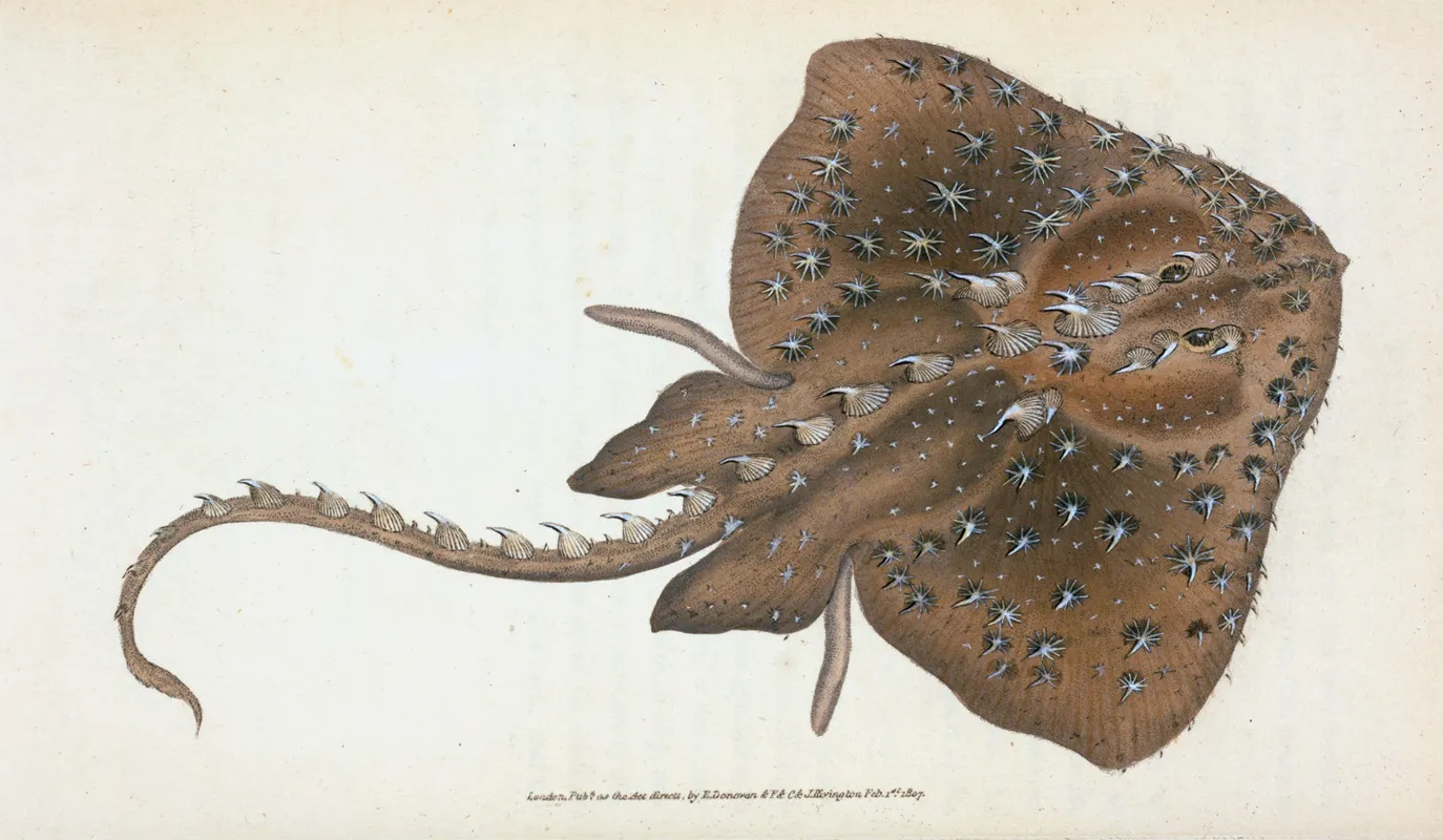 Starry Ray Raja Radiata by Edward Donovan - Canvas Print