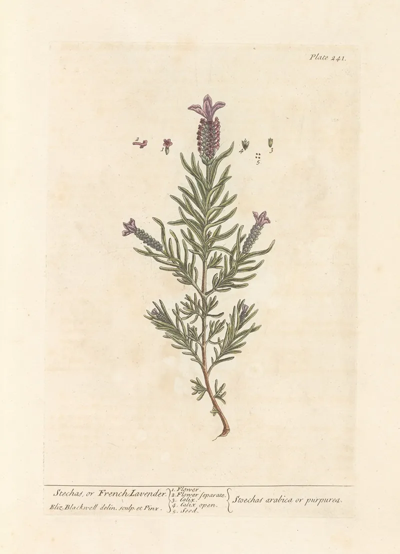 Stechas Or French Lavender