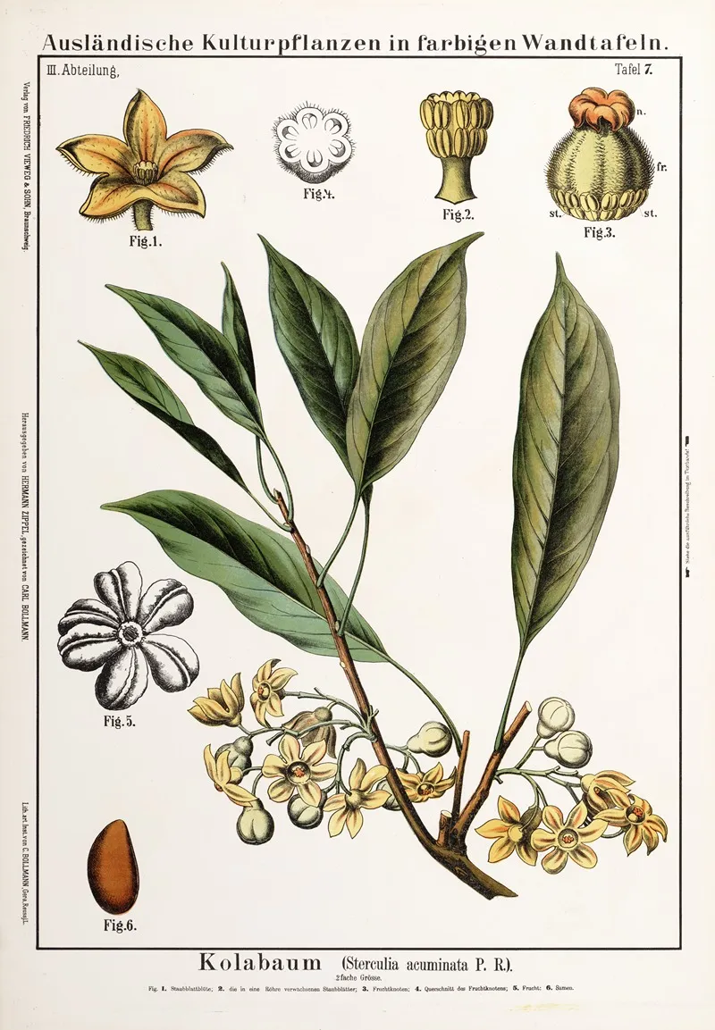 Sterculia Acuminata Colanoot
