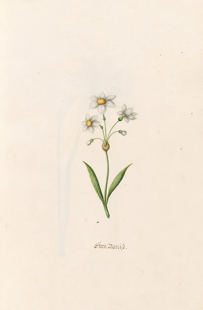 Stern Narciss