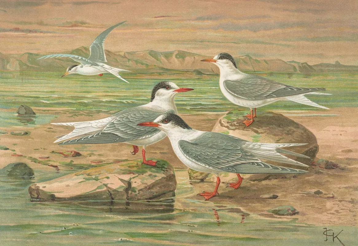 Sterna Minuta Sterna Macrura Sterna Hirundo