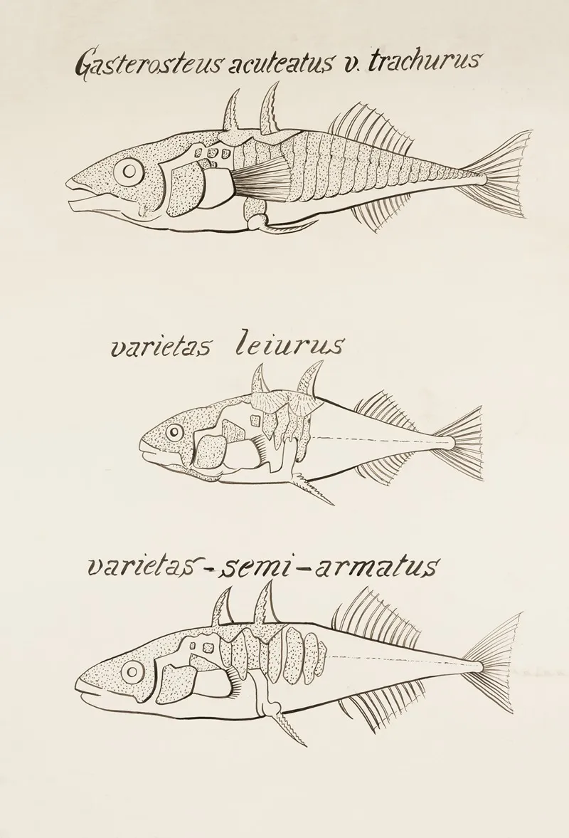 Sticklebacks Gasterosteus Aculeatus V Trachurus Varietas Leiurus Varietas Semi Armatus