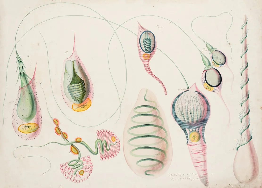 Stinging Cells Of A Hydroid The Adhesive Cells Of A Ctenophore And The Stinging Cells Of Siphonophores