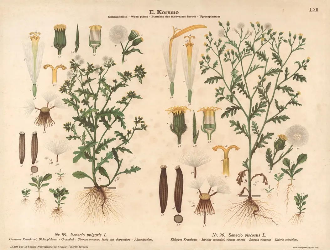 Stinking Groundsel Viscous Senecio by Knut Quelprud - Canvas Print