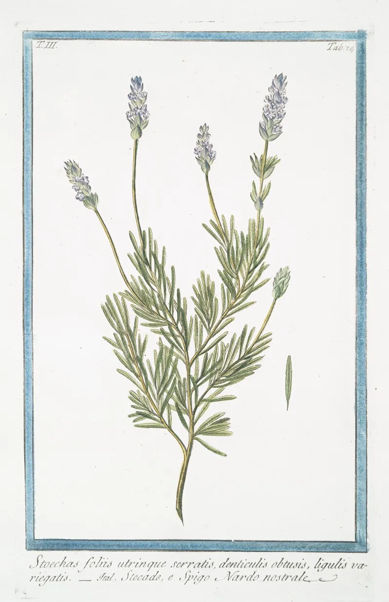 Stoechas Foliis Utrinque Serratis Denticulis Obtusis Ligulis Variegatis Stegade E Spigo Nardo Nostrale French Lavender