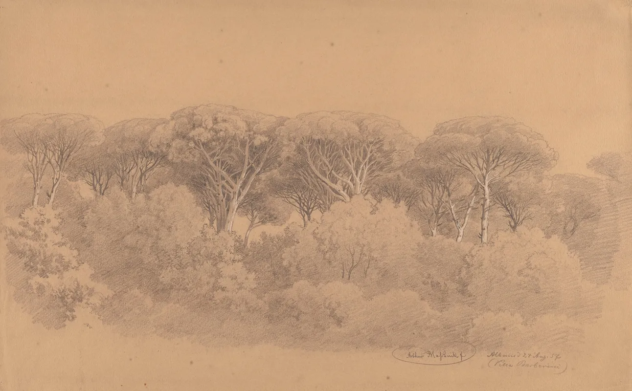 Stone Pines In The Gardens Of Villa Barberini In Albano